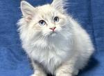 Daisy - Siberian Kitten For Sale - Milton Freewater&comma; OR&comma; US