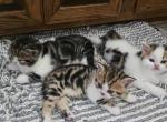 2 females and 1 male Scottish straight - Scottish Fold Kitten For Sale - Holland&comma; PA&comma; US