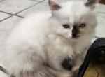 Asia Kittens - Himalayan Kitten For Sale - Greenville&comma; OH&comma; US