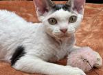ET - Devon Rex Cat For Sale - Brooksville&comma; FL&comma; US