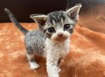 Stripes - Devon Rex Kitten For Sale - Brooksville&comma; FL&comma; US