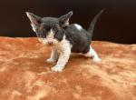 Sylvester - Devon Rex Kitten For Sale - Brooksville&comma; FL&comma; US
