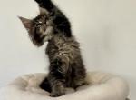 Storm - Maine Coon Kitten For Sale - Philadelphia&comma; PA&comma; US