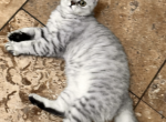Silver - British Shorthair Cat For Sale - Dallas&comma; TX&comma; US