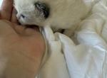 Thanksgiving Bi Color Ragdoll Male - Ragdoll Kitten For Sale - Central Nyack&comma; NY&comma; US