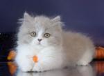 Daenerys - Munchkin Kitten For Sale - Pembroke Pines&comma; FL&comma; US
