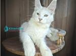 West - Maine Coon Kitten For Sale - Miami&comma; FL&comma; US