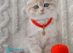Ice - Scottish Fold Kitten For Sale - Hollywood&comma; FL&comma; US