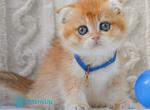 Ikie - Scottish Fold Kitten For Sale - Hollywood&comma; FL&comma; US