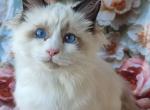 Prohor - Siberian Cat For Sale - Pembroke Pines&comma; FL&comma; US