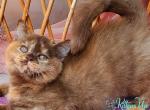 Hanna - British Shorthair Kitten For Sale - Hollywood&comma; FL&comma; US