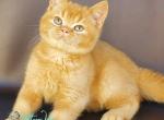 Hardy - British Shorthair Kitten For Sale - Hollywood&comma; FL&comma; US