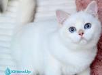 Bart - British Shorthair Cat For Sale - Pembroke Pines&comma; FL&comma; US