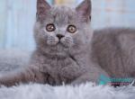 Taya - British Shorthair Kitten For Sale - Pembroke Pines&comma; FL&comma; US
