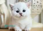 Aria - Munchkin Kitten For Sale - Pembroke Pines&comma; FL&comma; US