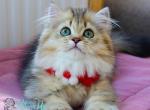 Carmen - Munchkin Cat For Sale - Pembroke Pines&comma; FL&comma; US