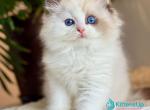 Arnold - Ragdoll Kitten For Sale - Pembroke Pines&comma; FL&comma; US