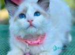 Jasmin - Ragdoll Cat For Sale - Pembroke Pines&comma; FL&comma; US