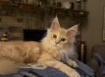 Maine Coon polydactyl - Maine Coon Cat For Sale - Waukesha&comma; WI&comma; US