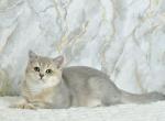 Ukki - British Shorthair Cat For Sale - Los Angeles&comma; CA&comma; US