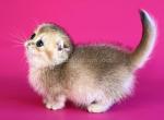 Tiny teacup munchkin fold golden Scottish kilt - Munchkin Kitten For Sale - TX&comma; US