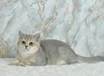 Ukki - British Shorthair Cat For Sale - Chicago&comma; IL&comma; US