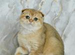 Tom - Scottish Fold Kitten For Sale - Chicago&comma; IL&comma; US