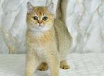 Tiger - British Shorthair Kitten For Sale - Chicago&comma; IL&comma; US