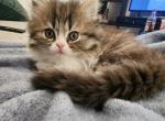 Male persian kitten - Persian Kitten For Sale - Las Vegas&comma; NV&comma; US