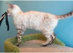 Arusha - Bengal Kitten For Sale - Wellesley&comma; MA&comma; US