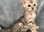 Xion Silver Bengal girl - Bengal Kitten For Sale - Warren&comma; OH&comma; US