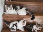 2 females and 1 male Scottish straight - Scottish Straight Kitten For Sale - Holland&comma; PA&comma; US