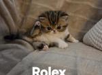 ROLEX - Exotic Kitten For Sale - Warminster&comma; PA&comma; US