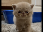 Mr Charles - Exotic Kitten For Sale - TN&comma; US