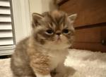 Tiana - Exotic Kitten For Sale - TN&comma; US