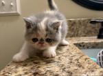Precios - Exotic Kitten For Sale - TN&comma; US