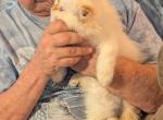 Dollface Male CFA Flame Point Himalayan - Himalayan Kitten For Sale - Perry&comma; FL&comma; US