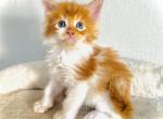 Ginger - Maine Coon Kitten For Sale - Chicago&comma; IL&comma; US