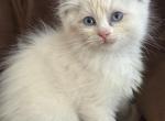 Tica blue bi color female - Ragdoll Kitten For Sale - Butler&comma; PA&comma; US