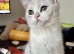 Little Sweetie - Scottish Straight Kitten For Sale - NH&comma; US