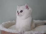 Princess - Scottish Straight Kitten For Sale - Henderson&comma; NV&comma; US
