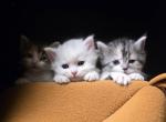 S  Scottish folds and Straight - Scottish Fold Kitten For Sale - Denver&comma; CO&comma; US