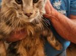 Male 1 - Maine Coon Kitten For Sale - PA&comma; US
