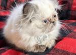 Tiffany - Persian Kitten For Sale - Saint Johnsbury&comma; VT&comma; US