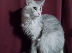 Willow - Maine Coon Cat For Sale - Trevor&comma; WI&comma; US