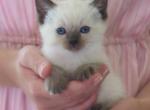Tila - Siamese Kitten For Sale - Tower City&comma; PA&comma; US