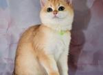 Dolly - British Shorthair Cat For Sale - NY&comma; US