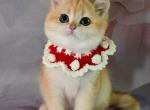 Lila - British Shorthair Kitten For Sale - NY&comma; US