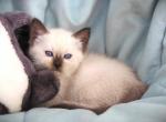 Alia - Ragdoll Kitten For Sale - Tower City&comma; PA&comma; US