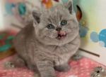 Potapuf - British Shorthair Kitten For Sale - NY&comma; US